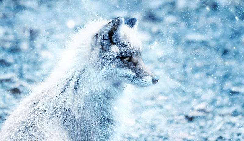 Blue Fox