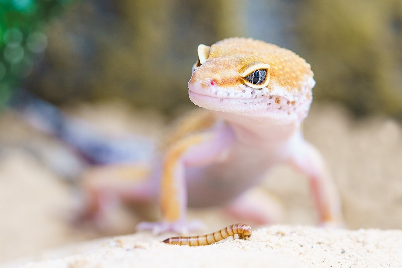 classroom pet